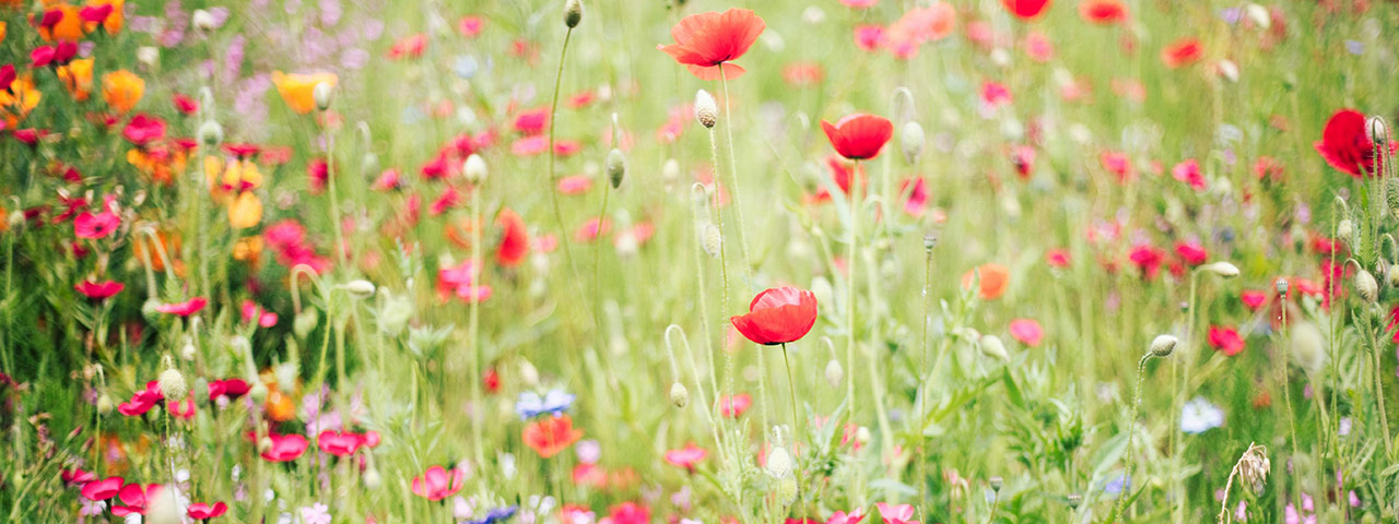 A peaceful natural setting